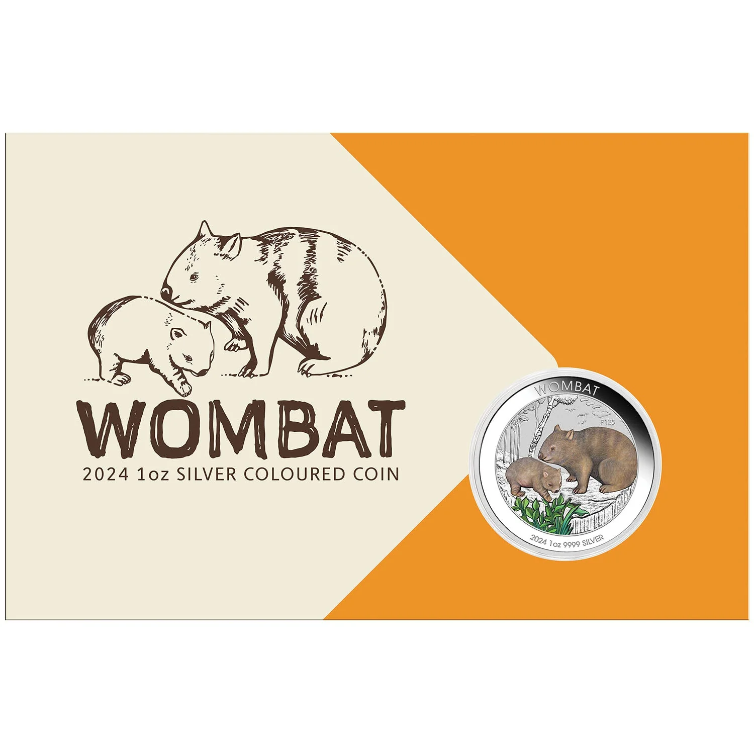 Australia Wombat 2024 $1 Colour 1oz Silver Uncirculated Coin - Image 3